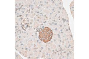 Immunohistochemistry of paraffin-embedded mouse pancreas using PDP2 antibody (ABIN6292535) at dilution of 1:100 (40x lens). (PDP2 Antikörper)