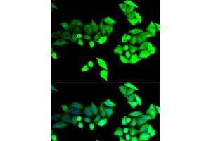 Immunofluorescence analysis of U2OS cells using BEST1 Polyclonal Antibody