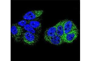 Confocal immunofluorescent analysis of HNF4A antibody with MCF-7 cells followed by Alexa Fluor 488-conjugated goat anti-rabbit lgG (green). (HNF4A Antikörper  (AA 107-139))