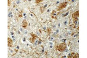 Immunohistochemical staining of mouse brain cells with LCMT2 polyclonal antibody  at 5 ug/mL. (LCMT2 Antikörper  (N-Term))