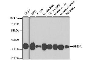 Western blot analysis of extracts of various cell lines, using RPS3A antibody. (RPS3A Antikörper  (AA 1-264))