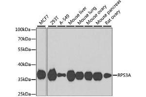 RPS3A Antikörper  (AA 1-264)