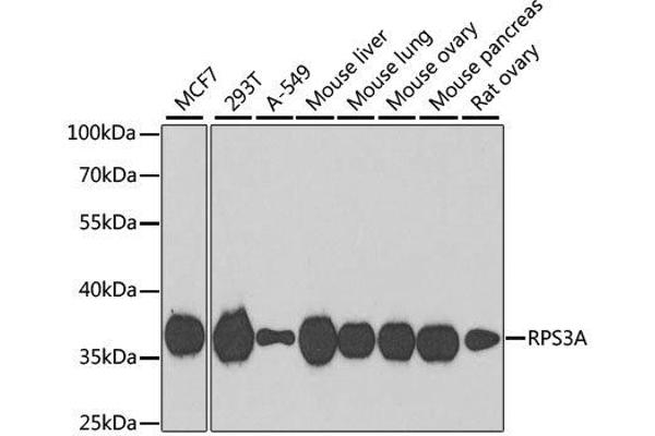 RPS3A Antikörper  (AA 1-264)