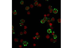 Immunofluorescent staining of Raji cells.