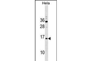 R Antibody (C-term) (ABIN1536834 and ABIN2838087) western blot analysis in Hela cell line lysates (35 μg/lane). (RPP14 Antikörper  (C-Term))