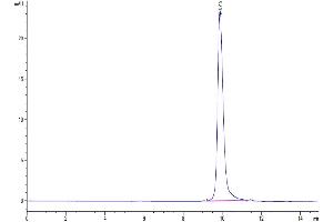The purity of SARS-CoV-2 3CLpro (L50F) is greater than 95 % as determined by SEC-HPLC. (SARS-Coronavirus Nonstructural Protein 8 (SARS-CoV NSP8) (L50F) Protein)