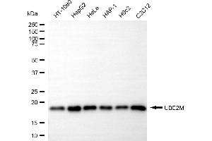 Western blotting analysis using UBE2M antibody (ABIN7800749).