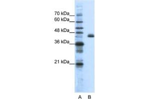 Western Blotting (WB) image for anti-Zinc Finger Protein 36, C3H Type-Like 2 (ZFP36L2) antibody (ABIN2461803) (ZFP36L2 Antikörper)