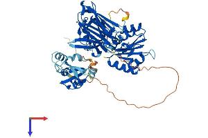 CYB5R4 Protein (AA 1-528) (His tag)