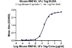 Immobilized Mouse R spondin 1, His Tag at 2 μg/mL (100 μL/Well) on the plate. (RNF34 Protein (AA 24-197) (Fc Tag))