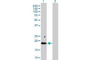 Western Blot analysis of TGFA expression in transfected 293T cell line by TGFA MaxPab polyclonal antibody. (TGFA Antikörper  (AA 1-160))