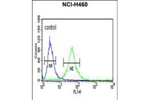 Flow cytometric analysis of NCI-H460 cells (right histogram) compared to a negative control cell (left histogram). (RPS13 Antikörper  (AA 82-110))