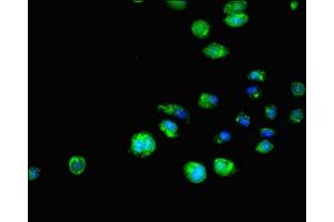 Immunofluorescent analysis of HepG2 cells using ABIN7151644 at dilution of 1:100 and Alexa Fluor 488-congugated AffiniPure Goat Anti-Rabbit IgG(H+L) (SH3GLB1 Antikörper  (AA 1-365))