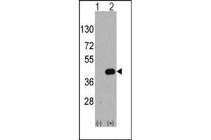 Image no. 1 for anti-WNT Inhibitory Factor 1 (WIF1) (C-Term) antibody (ABIN357861) (WIF1 Antikörper  (C-Term))