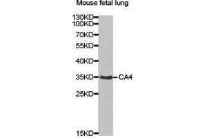 Western Blotting (WB) image for anti-Carbonic Anhydrase IV (CA4) antibody (ABIN1871391) (CA4 Antikörper)