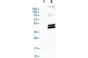 Western Blot analysis of Lane 1: negative control (vector only transfected HEK293T cell lysate) and Lane 2: over-expression lysate (co-expressed with a C-terminal myc-DDK tag in mammalian HEK293T cells) with PTGER3 polyclonal antibody . (PTGER3 Antikörper)