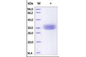 Rhesus macaque EpCAM, His Tag on SDS-PAGE under reducing (R) condition. (EpCAM Protein (AA 24-265) (His tag))