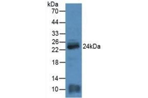 MYL4 Antikörper  (AA 4-187)