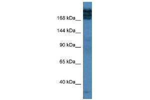 Western Blot showing TPR antibody used at a concentration of 1 ug/ml against Fetal Lung Lysate (TPR Antikörper  (C-Term))