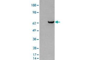 HEK293 overexpressing GRB7 and probed with GRB7 polyclonal antibody  (mock transfection in first lane), tested by Origene. (GRB7 Antikörper)