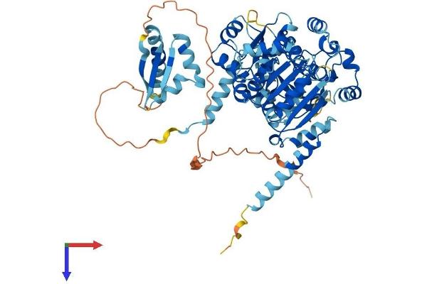 DDX43 Protein (AA 1-648) (His tag)