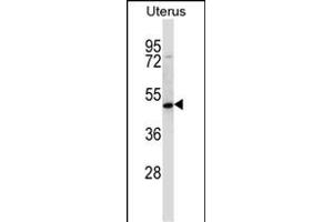 ATOH8 Antibody (N-term) (ABIN657598 and ABIN2846597) western blot analysis in human normal Uterus tissue lysates (35 μg/lane). (ATOH8 Antikörper  (N-Term))