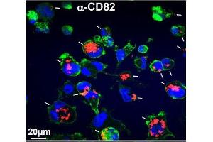 Immunofluorescence: Source: 10. (CD82 Antikörper)