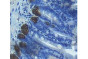 IHC-P analysis of Mouse Tissue, with DAB staining. (alpha Defensin 1 Antikörper  (AA 20-93))