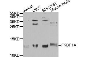 Western blot analysis of extracts of various cell lines, using FKBP1A antibody (ABIN5970884) at 1/1000 dilution. (FKBP1A Antikörper)
