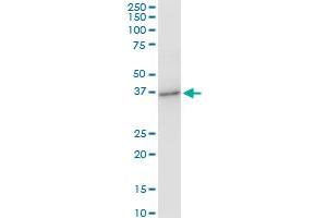 Western Blotting (WB) image for anti-Protease, serine, 8 (PRSS8) (AA 1-343) antibody (ABIN519337)
