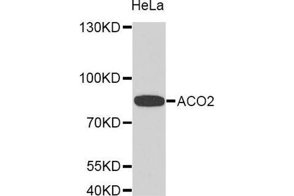 ACO2 Antikörper  (AA 501-780)
