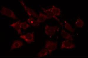 ABIN6275762 staining HepG2 by IF/ICC. (Cytochrome C1 Antikörper  (Internal Region))