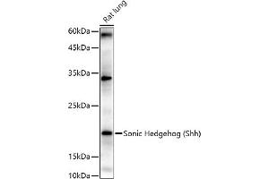 Western blot analysis of extracts of Rat lung, using Sonic Hedgehog (Shh) antibody (ABIN6134067, ABIN6147741, ABIN6147743 and ABIN6223662) at 1:1000 dilution. (Sonic Hedgehog Antikörper)