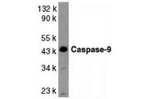 Western Blotting (WB) image for anti-Caspase 9, Apoptosis-Related Cysteine Peptidase (CASP9) (Middle Region 2) antibody (ABIN1031198) (Caspase 9 Antikörper  (Middle Region 2))