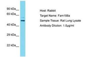 Image no. 1 for anti-Family with Sequence Similarity 188, Member A (FAM188A) (AA 51-100) antibody (ABIN6750488)