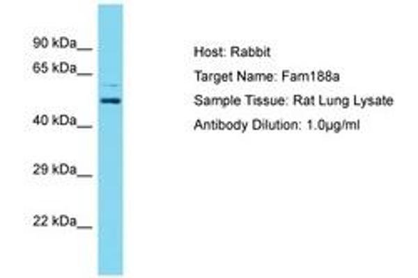FAM188A anticorps  (AA 51-100)