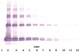Western Blot unreduced using Interleukin-33 antibody (IL-33 Antikörper)