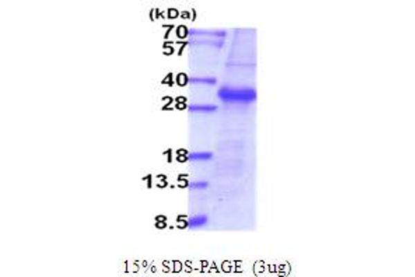 TMPRSS15 Protein (AA 785-10199)