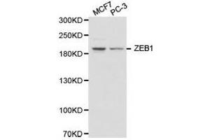 Western Blotting (WB) image for anti-Zinc Finger E-Box Binding Homeobox 1 (ZEB1) antibody (ABIN1875385) (ZEB1 Antikörper)
