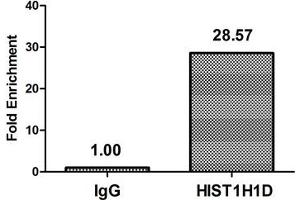 Histone H1.3 Antikörper  (pThr179)
