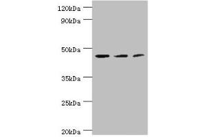 Western blot All lanes: ACY1 antibody at 4 μg/mL Lane 1: K562 whole cell lysate Lane 2: HepG2 whole cell lysate Lane 3: Mouse kidney tissue Secondary Goat polyclonal to rabbit IgG at 1/10000 dilution Predicted band size: 46, 38, 39, 43 kDa Observed band size: 46 kDa (Aminoacylase 1 Antikörper  (AA 1-408))
