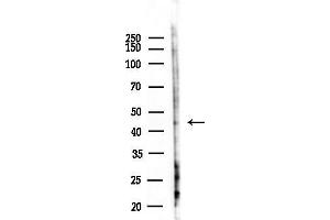 Western blot analysis of lysates from Hela cells(heat-shock,45 min treatment), using GPRC5A Antibody at 1/1000 dilution.