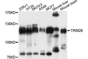 Western blot analysis of extracts of various cell lines, using TRIM28 antibody (ABIN5971249) at 1/1000 dilution. (KAP1 Antikörper)