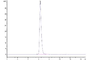 The purity of Human 4-1BB/TNFRSF9 is greater than 95 % as determined by SEC-HPLC. (CD137 Protein (AA 24-186) (Fc-Avi Tag))