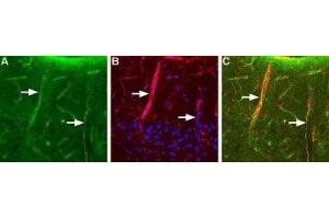 Expression of Aquaporin 4 in rat brain - Immunohistochemical staining of rat brain using Anti-Aquaporin 4 (AQP4) (300-314) Antibody (ABIN7042939, ABIN7045209 and ABIN7045210), (1:200). (Aquaporin 4 Antikörper  (C-Term, Intracellular))