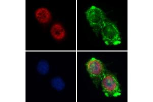 ABIN6261140 and ABIN6268860 staining HepG2 by IF/ICC. (Cyclin A1 Antikörper  (C-Term))