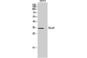 Western Blotting (WB) image for anti-Natural Cytotoxicity Triggering Receptor 1 (NCR1) (Internal Region) antibody (ABIN3178967) (NCR1 Antikörper  (Internal Region))