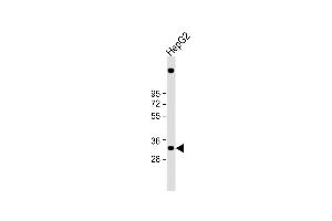 Anti-C1QTNF6 Antibody (N-term) at 1:1000 dilution + HepG2 whole cell lysate Lysates/proteins at 20 μg per lane. (CTRP6 Antikörper  (N-Term))