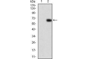Western blot analysis using VAV2 mAb against HEK293 (1) and VAV2 (AA: 552-868)-hIgGFc transfected HEK293 (2) cell lysate. (VAV2 Antikörper  (AA 552-868))