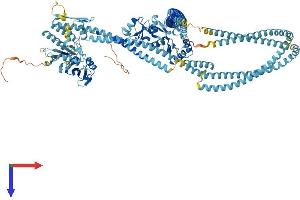SMC6 Protein (AA 1-1091) (His tag)